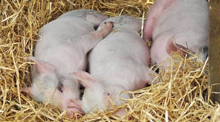 Zdjęcie przedstawiające trzy małe świnki leżące w słomie.