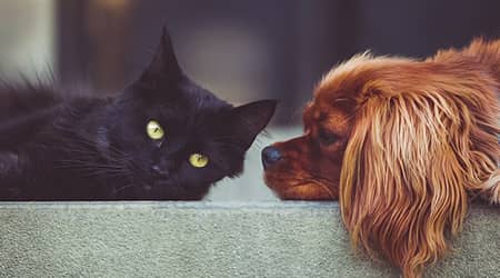 Zdjęcie psa i kota leżących obok siebie.