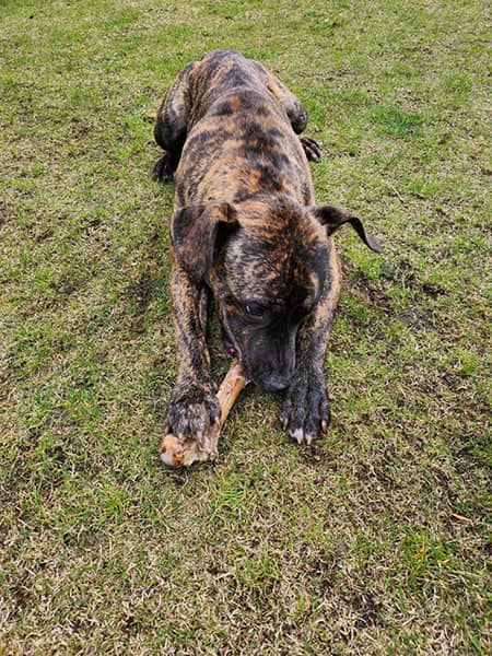 Pies leżący na trawniku.