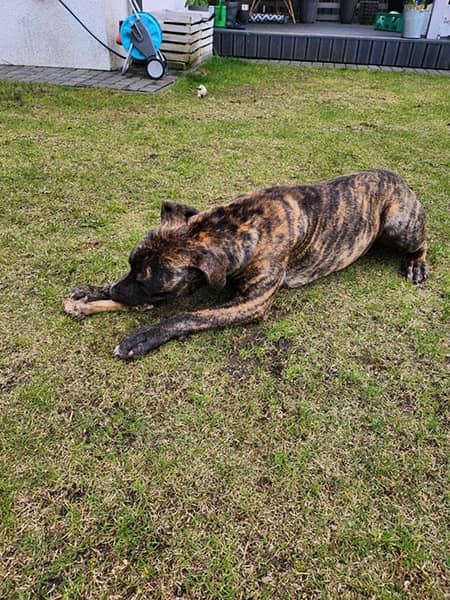 Pies leżący na trawniku.