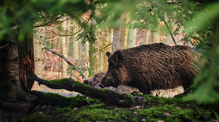 Autor zdjęcia: Paul Henri Degrande z serwisu Pixabay Dziki w lesie.