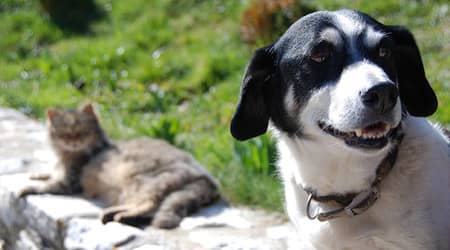 pies i kot na zdjęciu